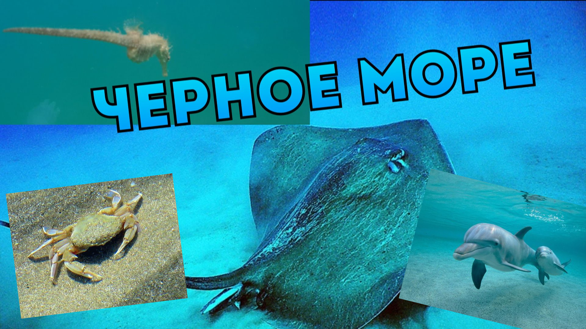 На волне черного моря презентация